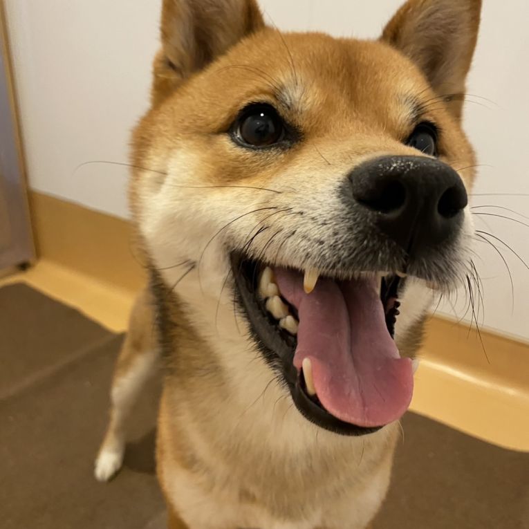 しんぞうちゃん