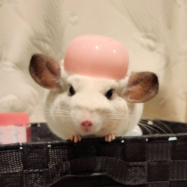 しずくちゃん