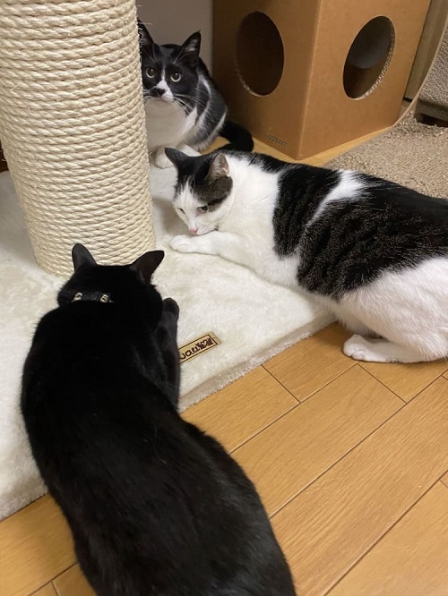 みんなのレビュー特集#1