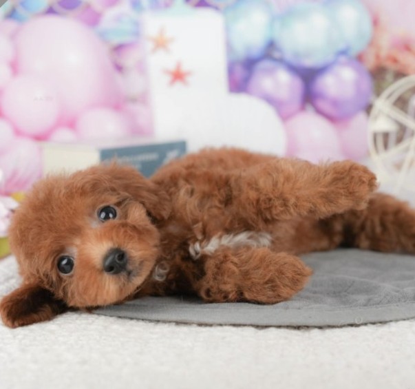 みんなのレビュー#8