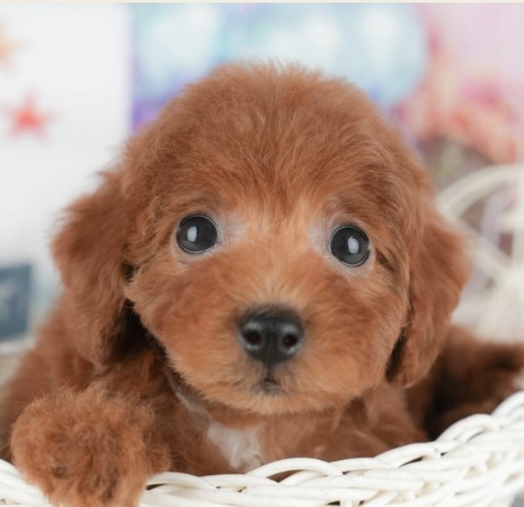 みんなのレビュー特集#8