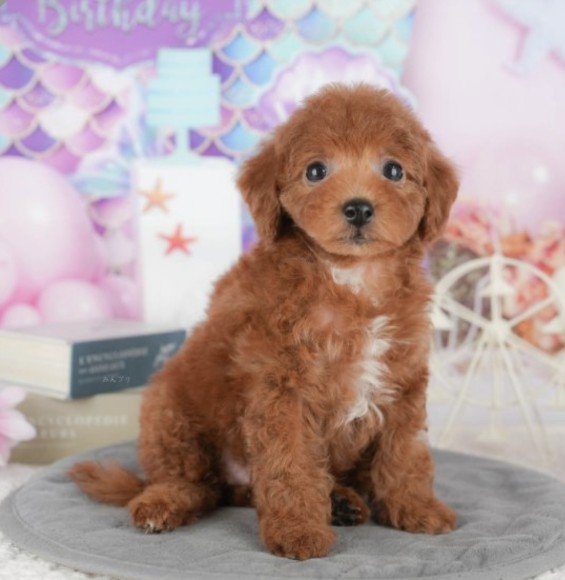 みんなのレビュー特集#8