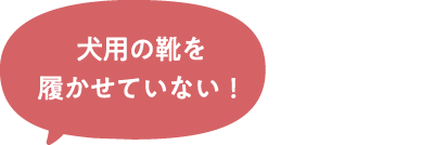 犬用の靴を履かせていない！