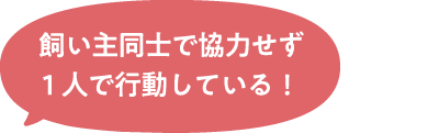 飼い主同士で協力せず1人で行動している！