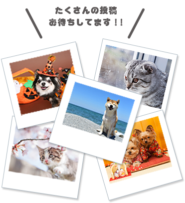 アイペット公式カレンダー 写真投稿キャンペーン アイペット損害保険株式会社 アイペット公式カレンダー 写真投稿キャンペーン アイペット損害保険株式会社