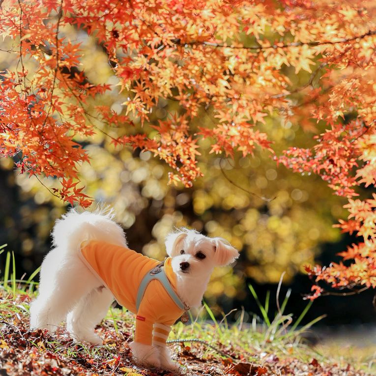 【10月】ムックちゃん