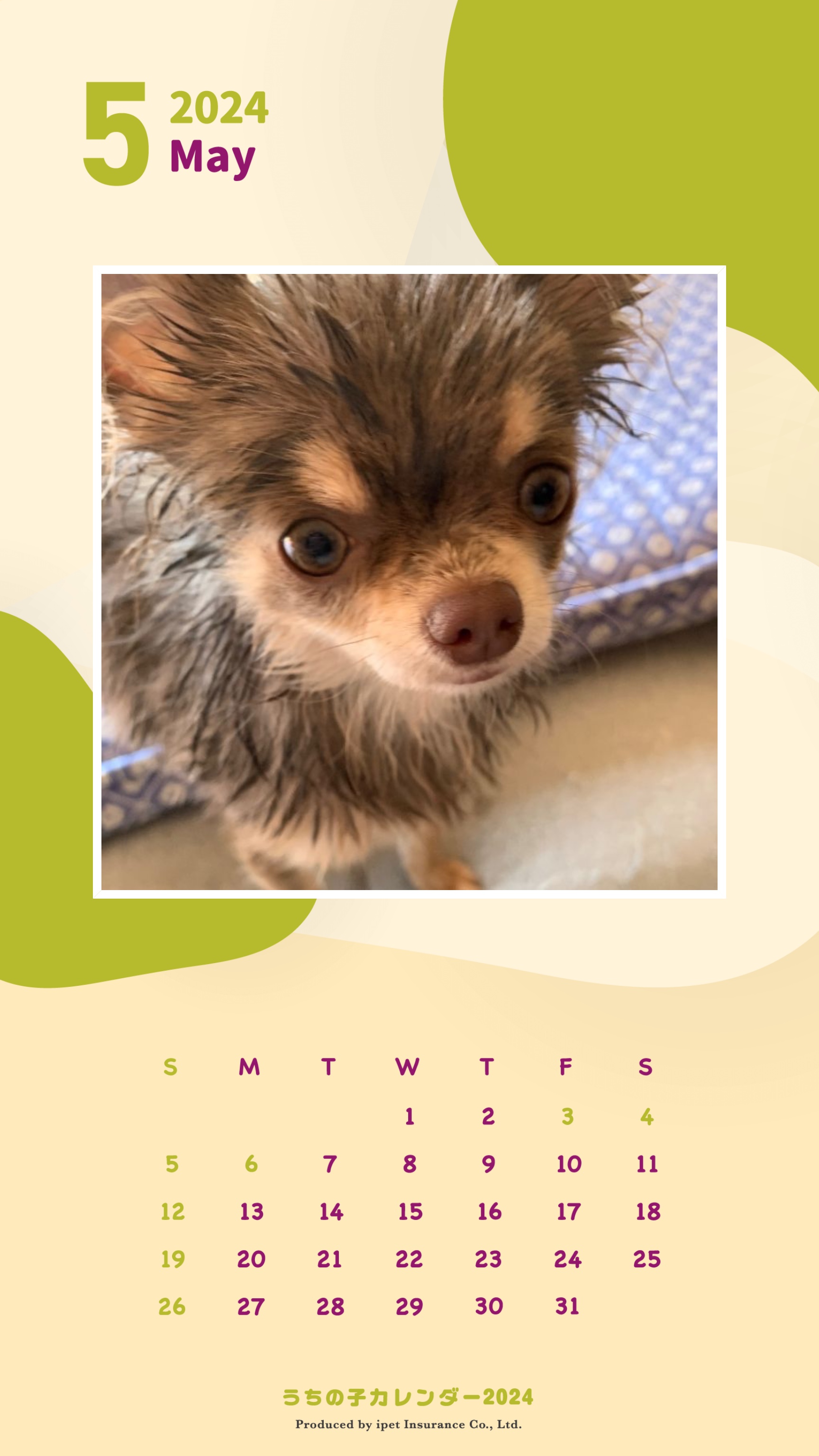 うちの子フォトコンテスト2023 | アイペット損害保険株式会社 
