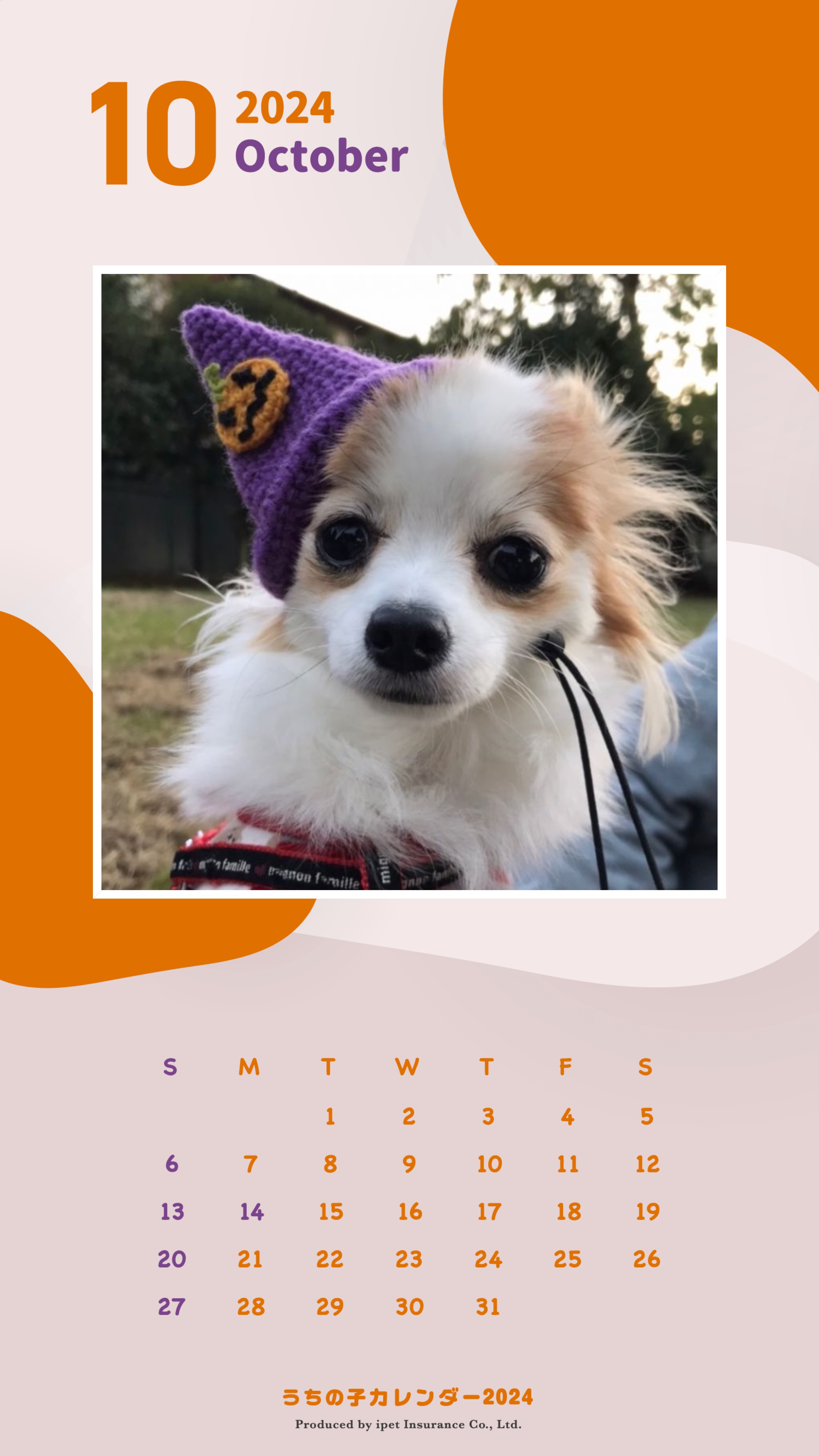 うちの子フォトコンテスト2023 | アイペット損害保険株式会社 