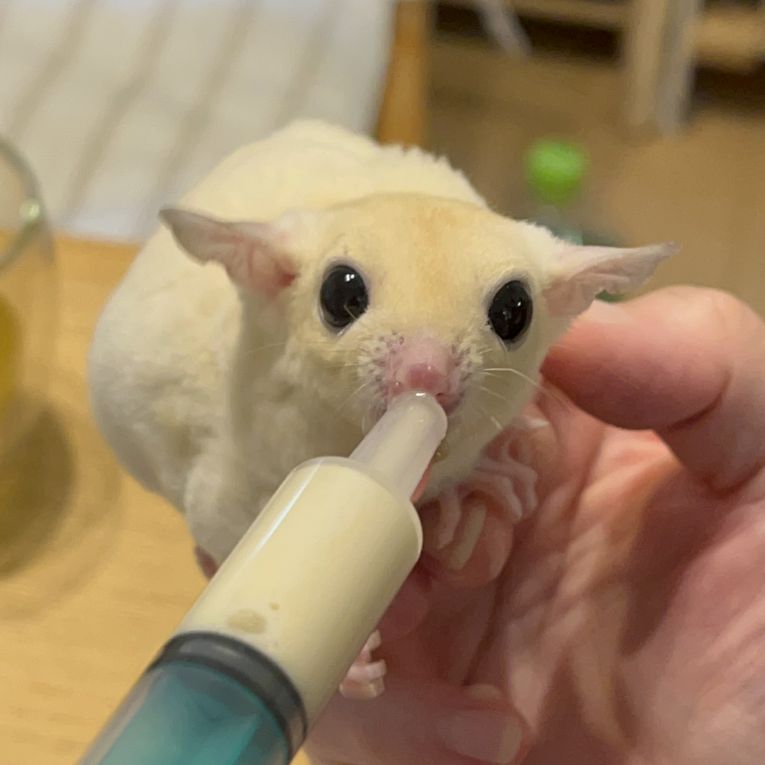 シナモンちゃん