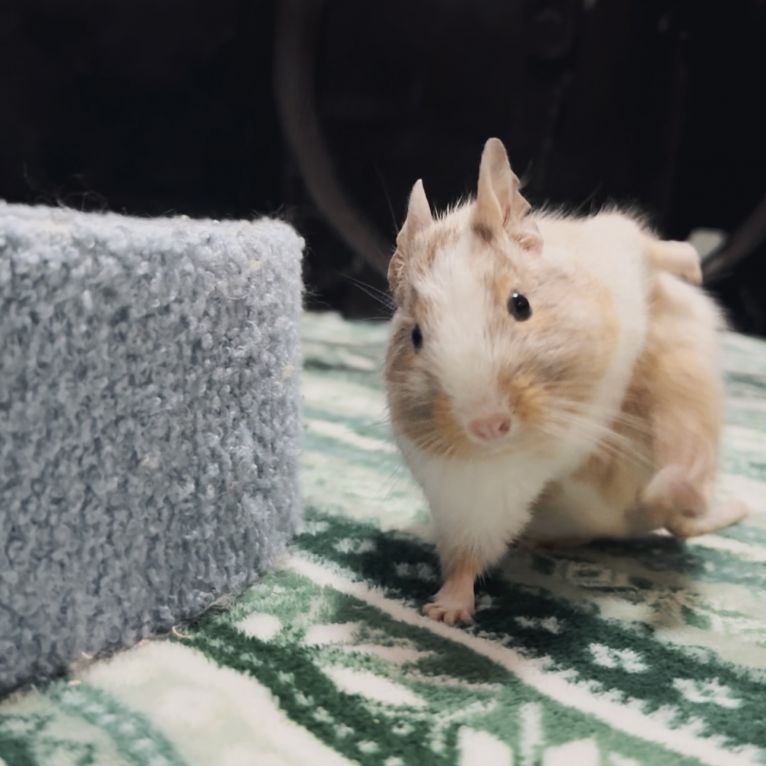 ててちゃん