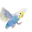 鳥
