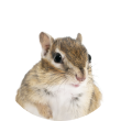 リス