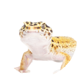 トカゲ