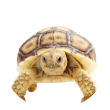 カメ