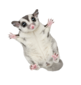 モモンガ