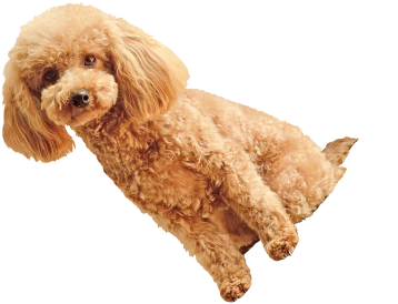 犬