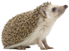 ハリネズミ