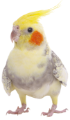 鳥