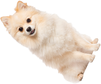 犬