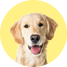 犬