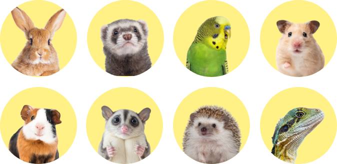 エキゾチックアニマル