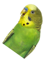 インコ