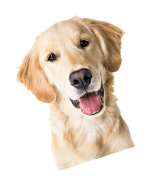 犬