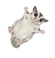 モモンガ