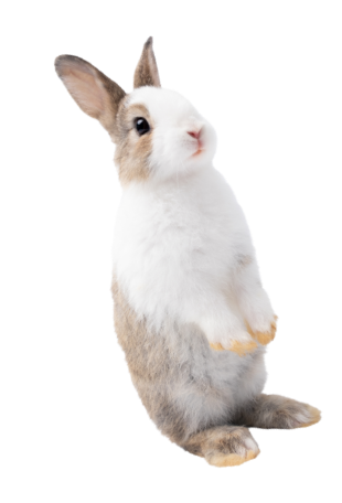 ウサギ