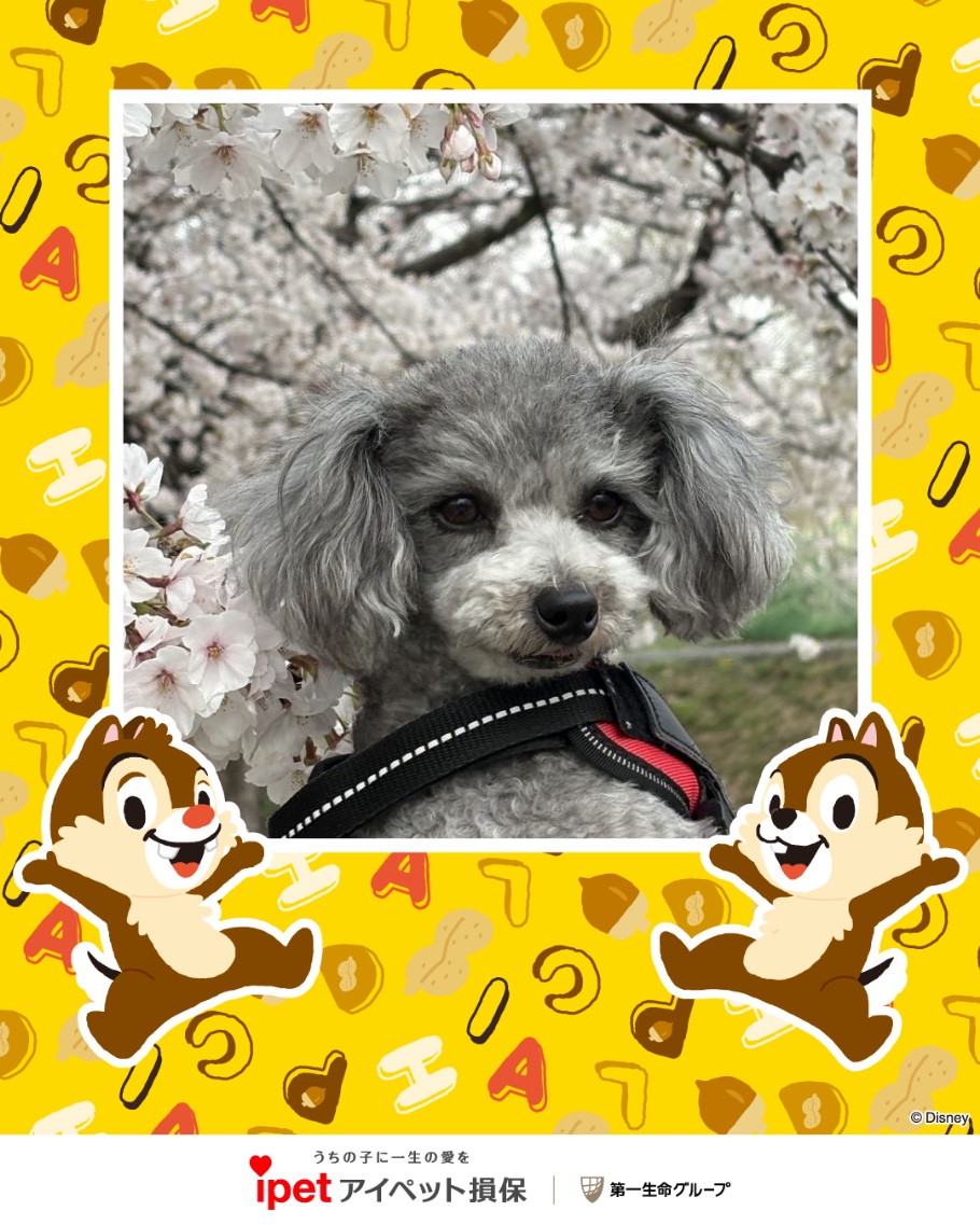 うちの子フォトコンテスト2025 | アイペット損害保険株式会社