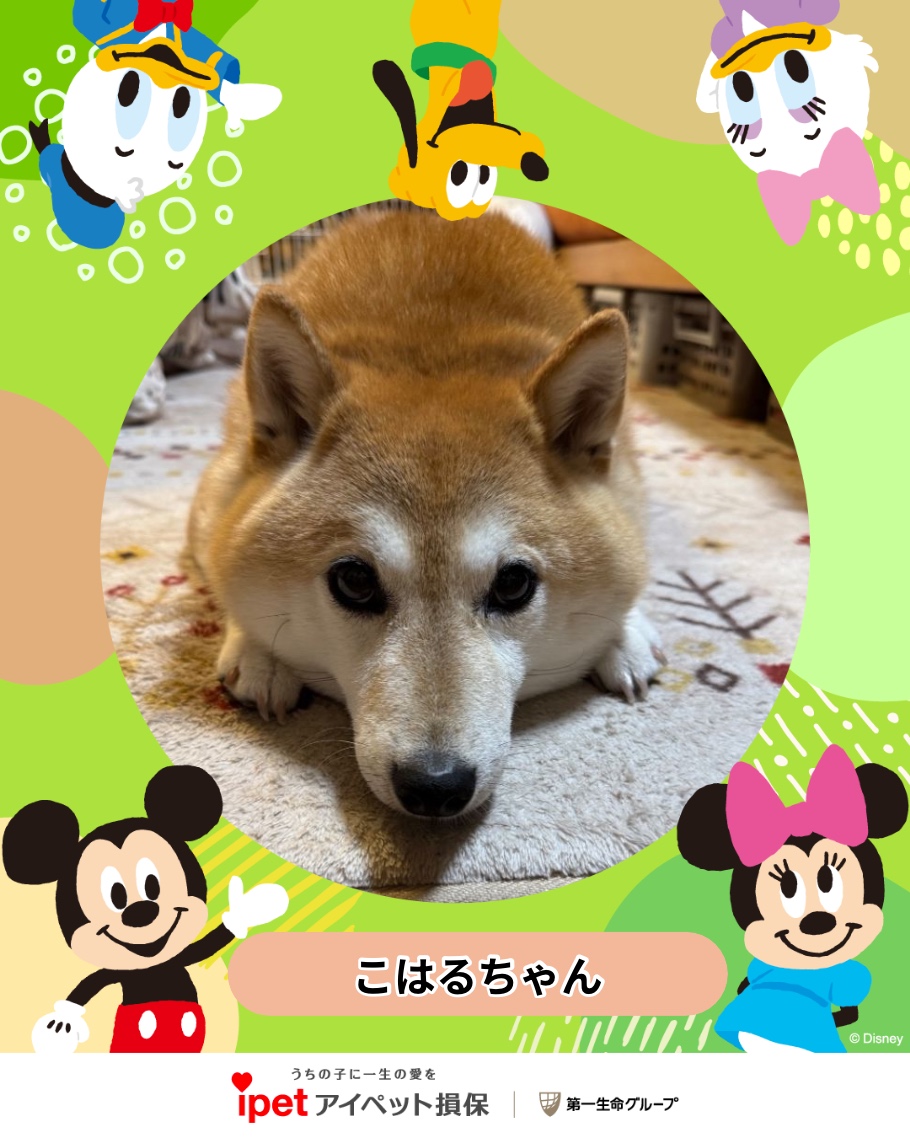 うちの子フォトコンテスト2025 | アイペット損害保険株式会社