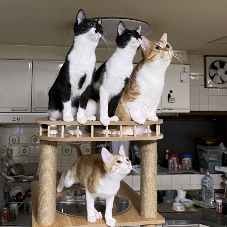 みぞれ&黒まめ&きなこ&あんこちゃん