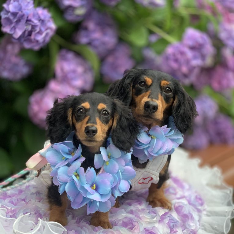 ベル、鈴ちゃん