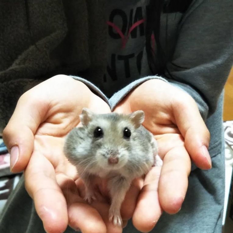 ココちゃんちゃん
