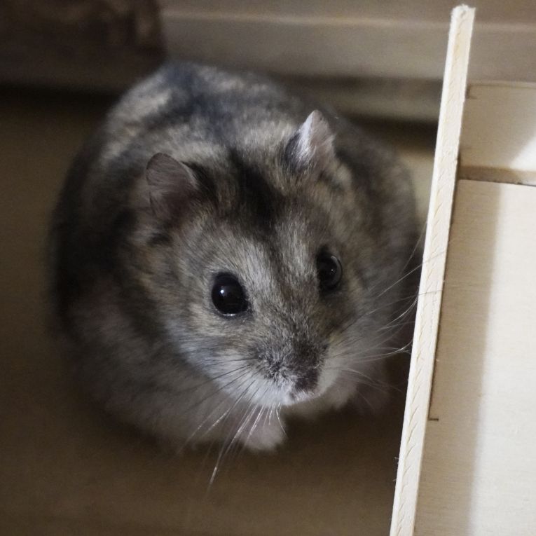 キャスバルちゃん