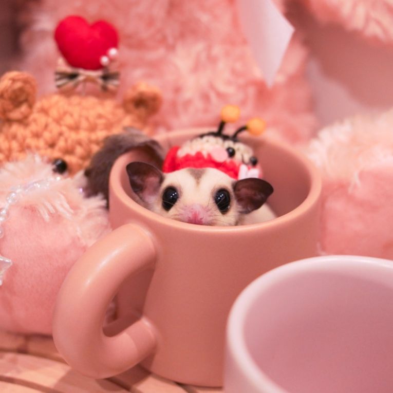 ももちゃん