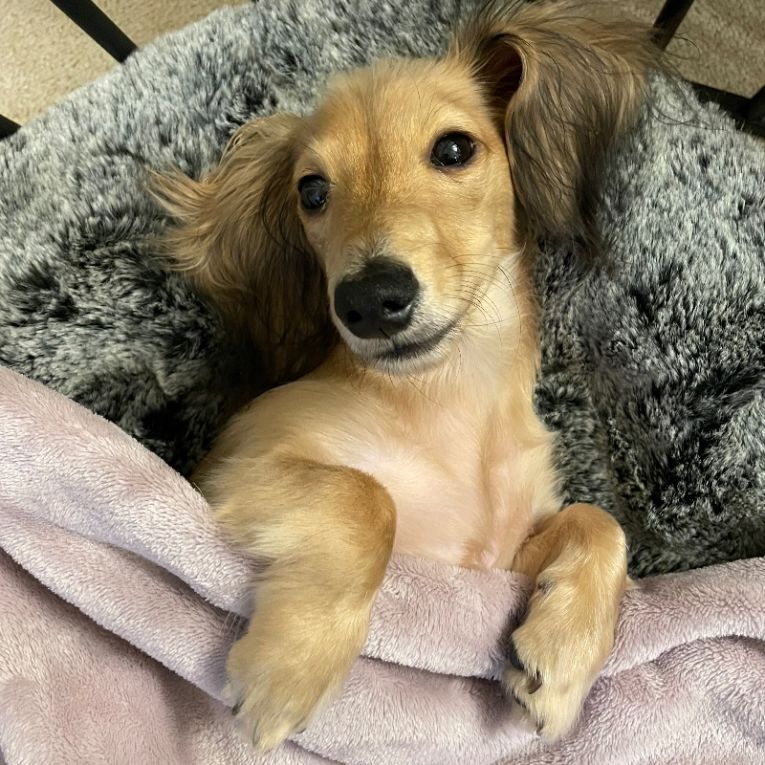 こまおちゃん
