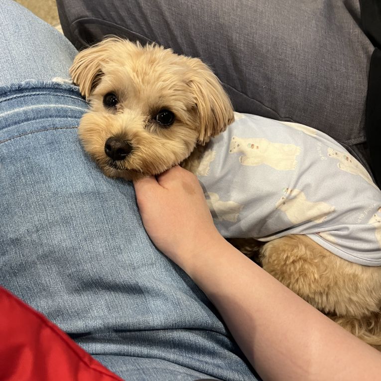 うちの子フォトコンテスト2025 | アイペット損害保険株式会社