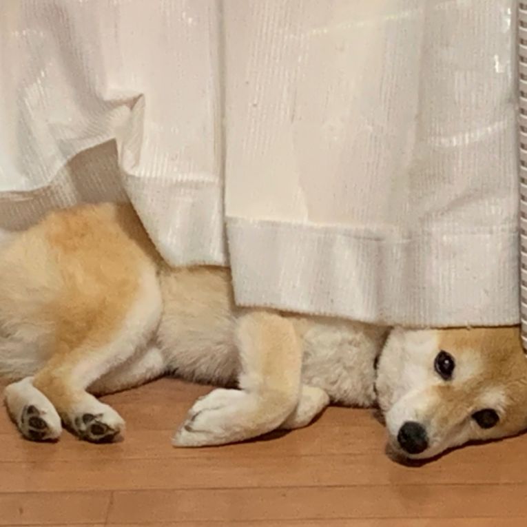 チェリーちゃん