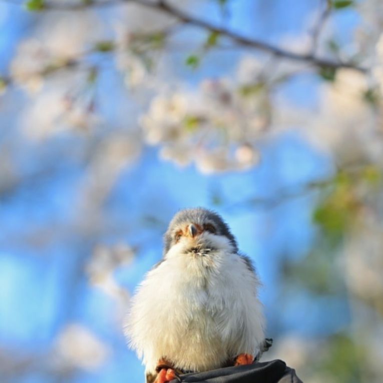 べっくんちゃん