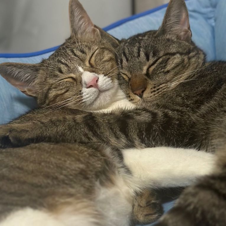 しゃけ&こんぶちゃん