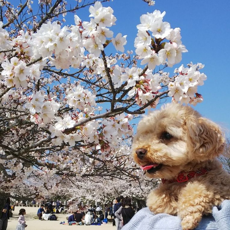 アイナちゃん