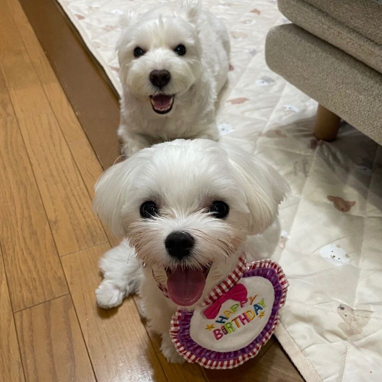 なな&ニコちゃん