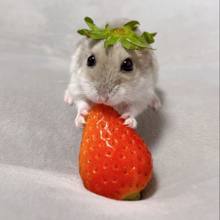 よもぎちゃん