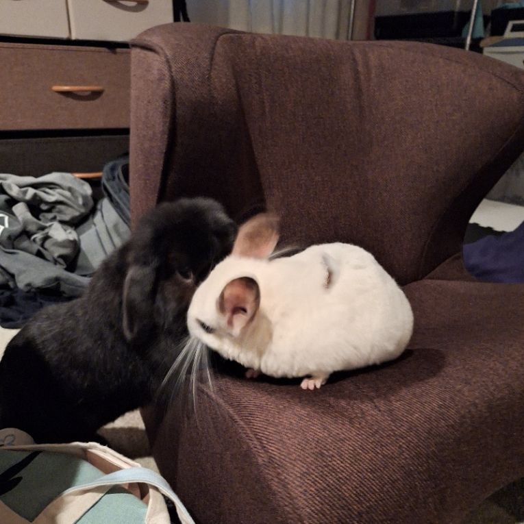 ピノ＆しずくちゃん