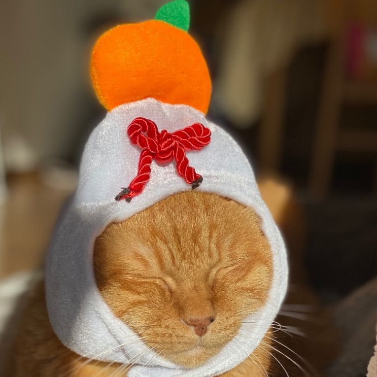 チャッチャちゃん