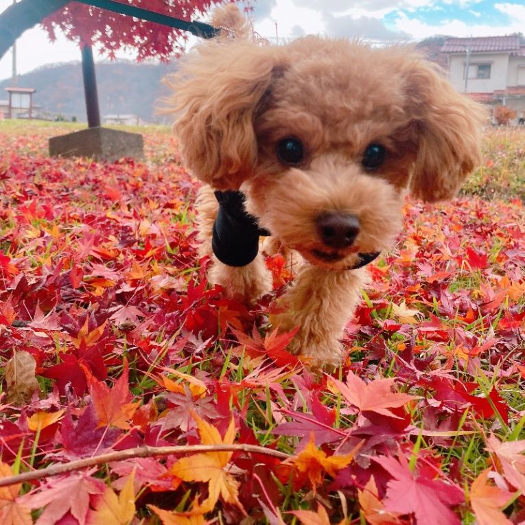 ラッシュちゃん