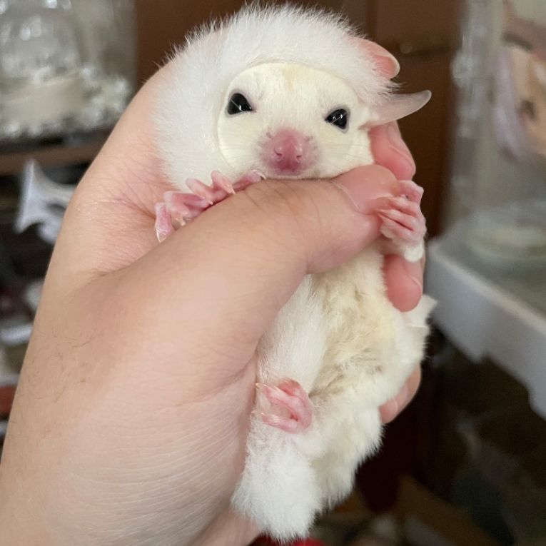 モミちゃん