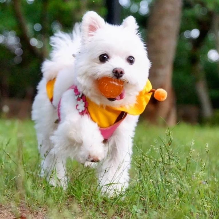 しふぉんちゃん