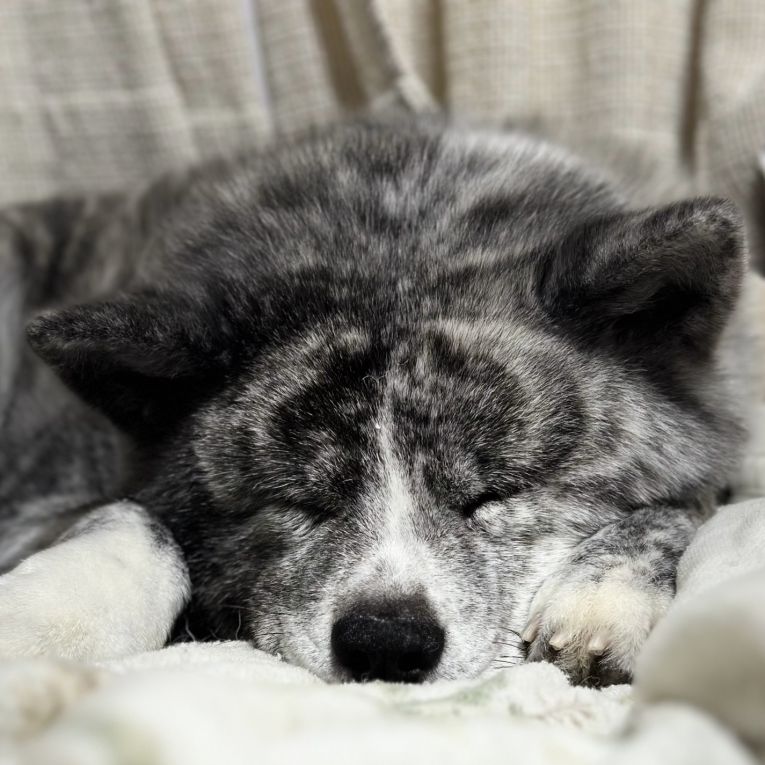 ゴン太ちゃん
